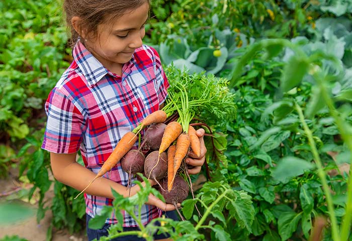 Criança segura vegetais recém-colhidos em uma horta escolar. Legenda: Atividades práticas como a horta escolar aproximam os alunos da origem dos alimentos.
